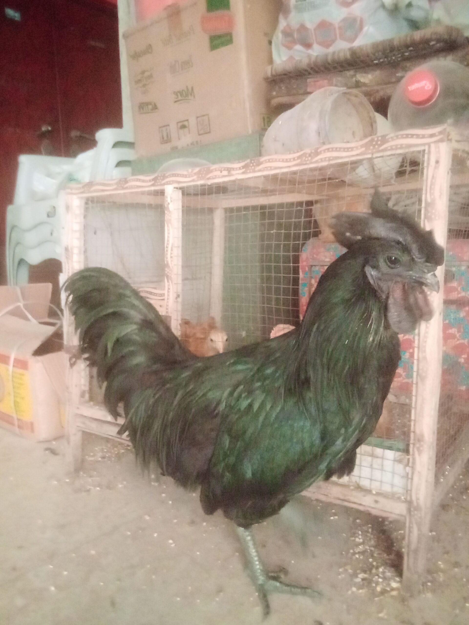 Ayam cemani breeder male