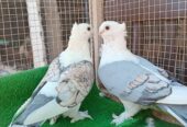 Fancy pigeons avaliable for sale
