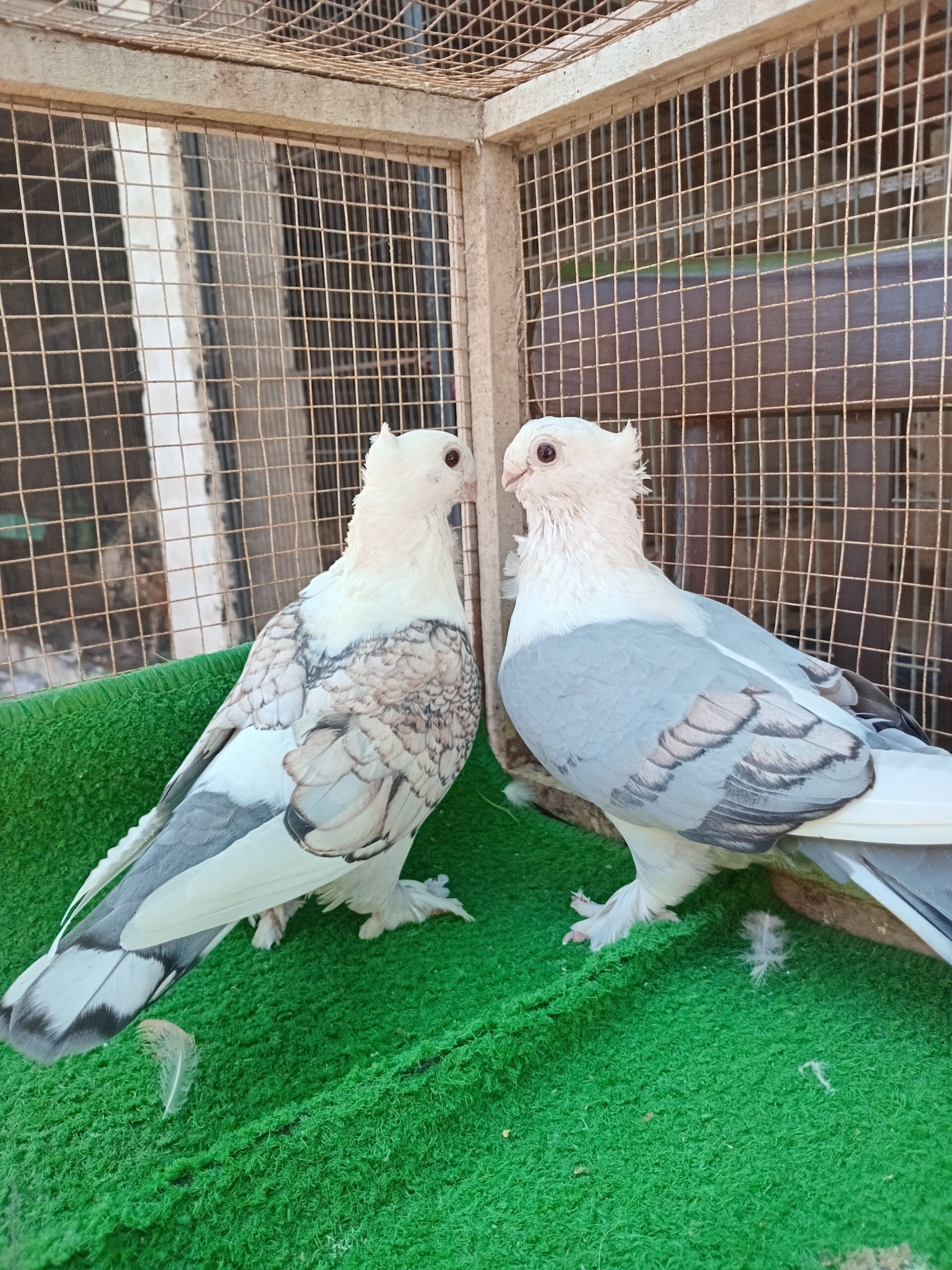 Fancy pigeons avaliable for sale