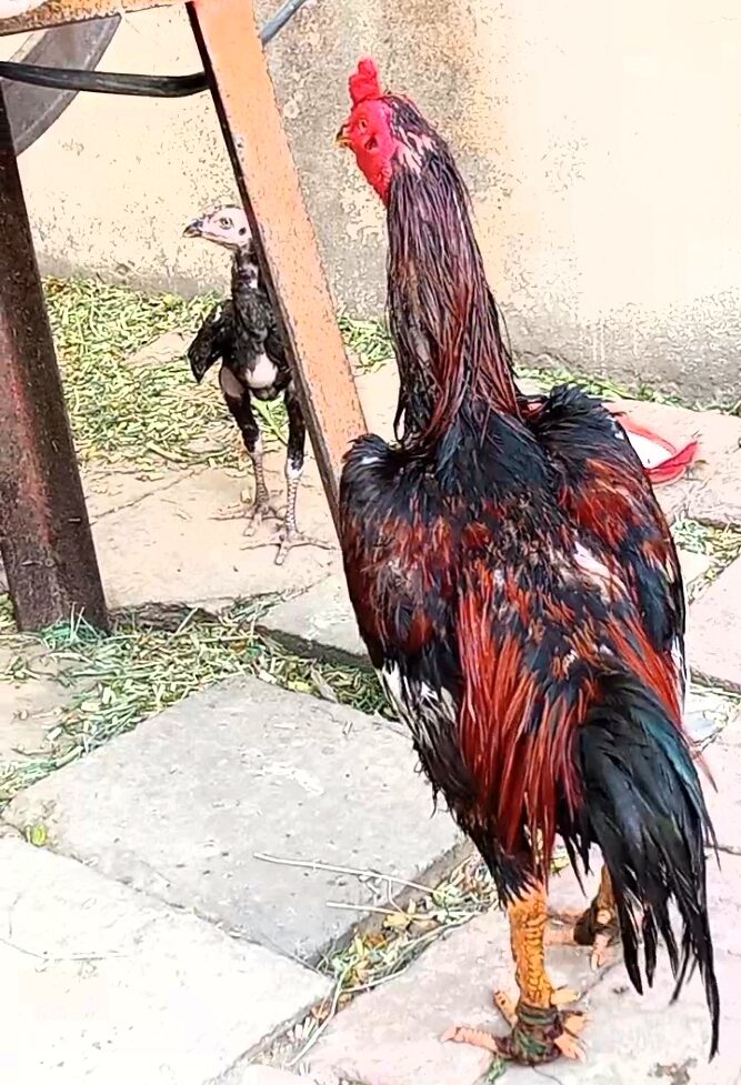 میں یہ اپنا پرندہ سیل کر رہا ہوں جس کا نام شوٹر ہے