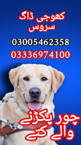 Army dog center 03005462358 _03336974100