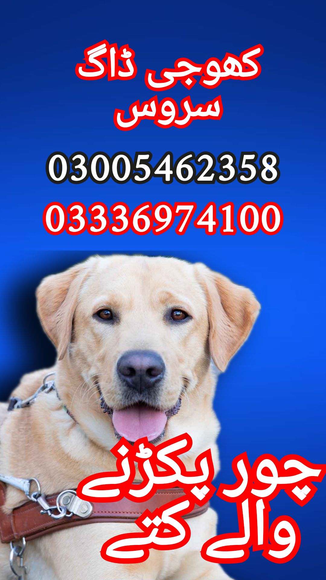 Army dog center 03005462358 _03336974100