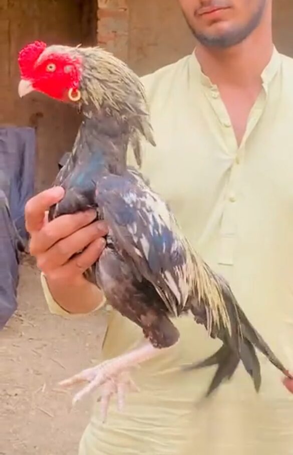 Mianwali aseel
