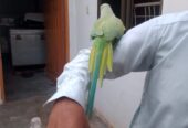 Ringneck male