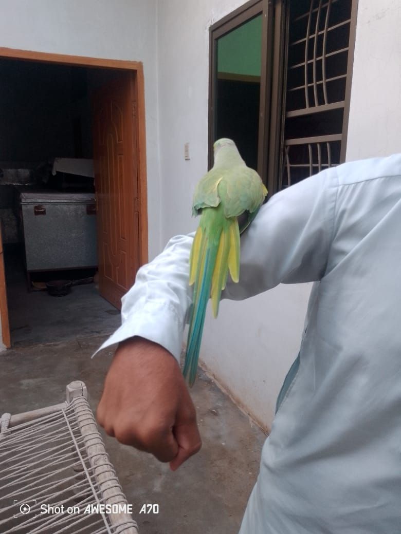 Ringneck male