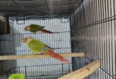 Pineapple yellow sided breeder pair