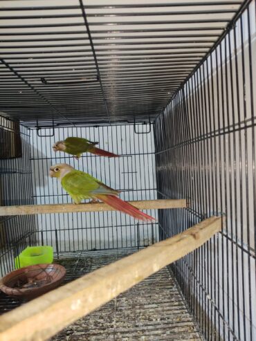 Pineapple yellow sided breeder pair