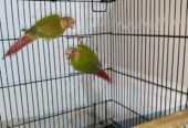 Pineapple yellow sided breeder pair