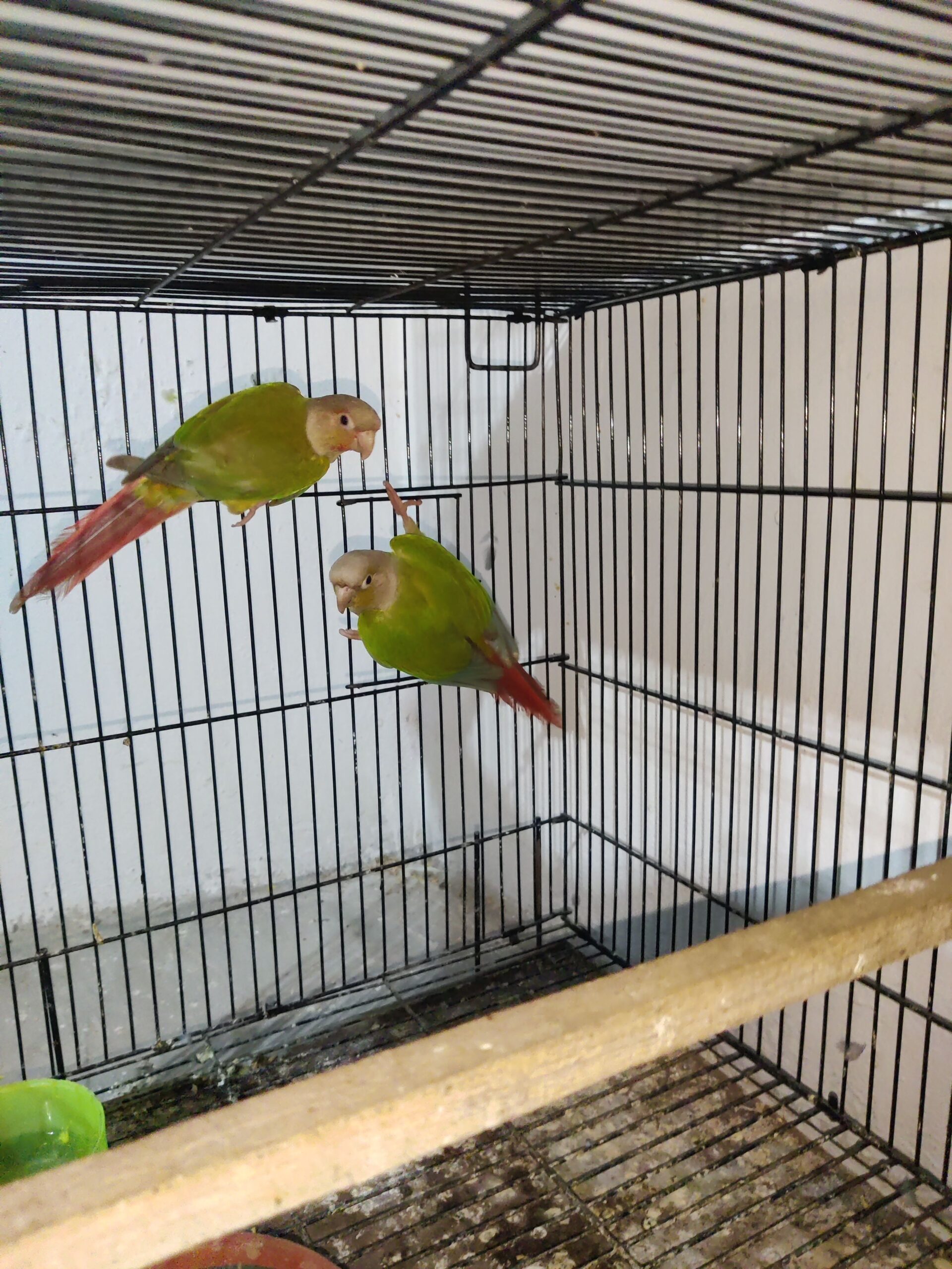 Pineapple yellow sided breeder pair