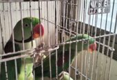 Raw Parrots