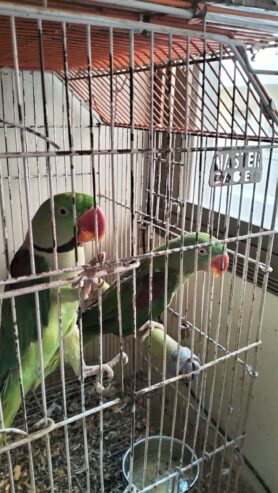 Raw Parrots
