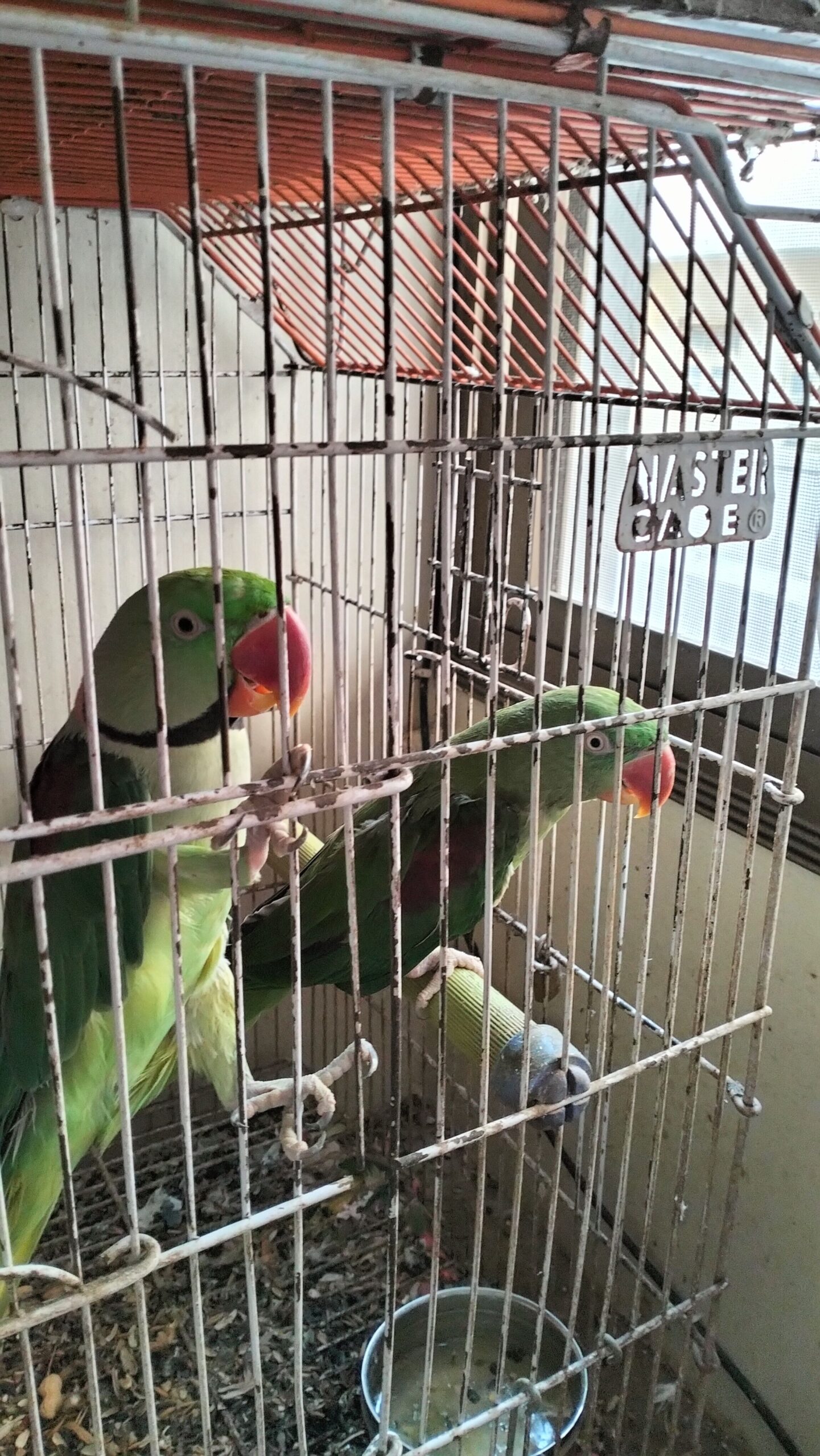 Raw Parrots
