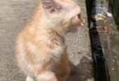 Kitten