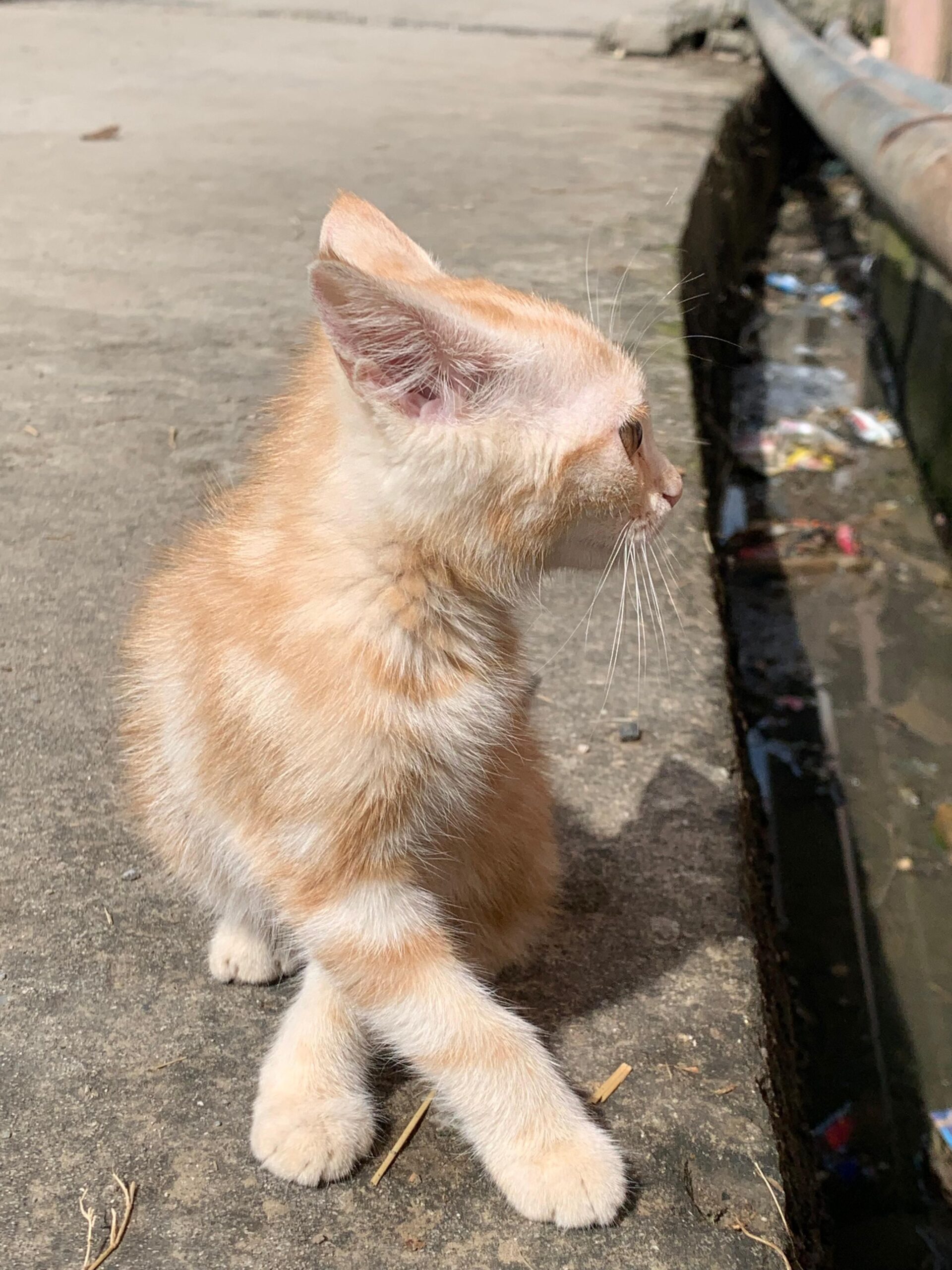 Kitten