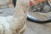 Perot beak