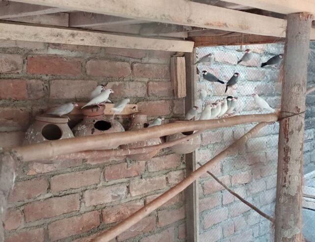 Java Finch
