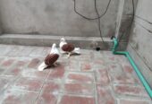 Red saddle frillback Chick’s pair forsale