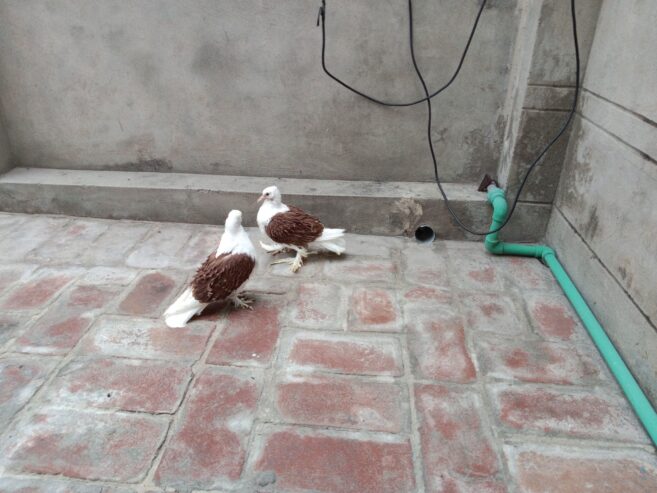 Red saddle frillback Chick’s pair forsale