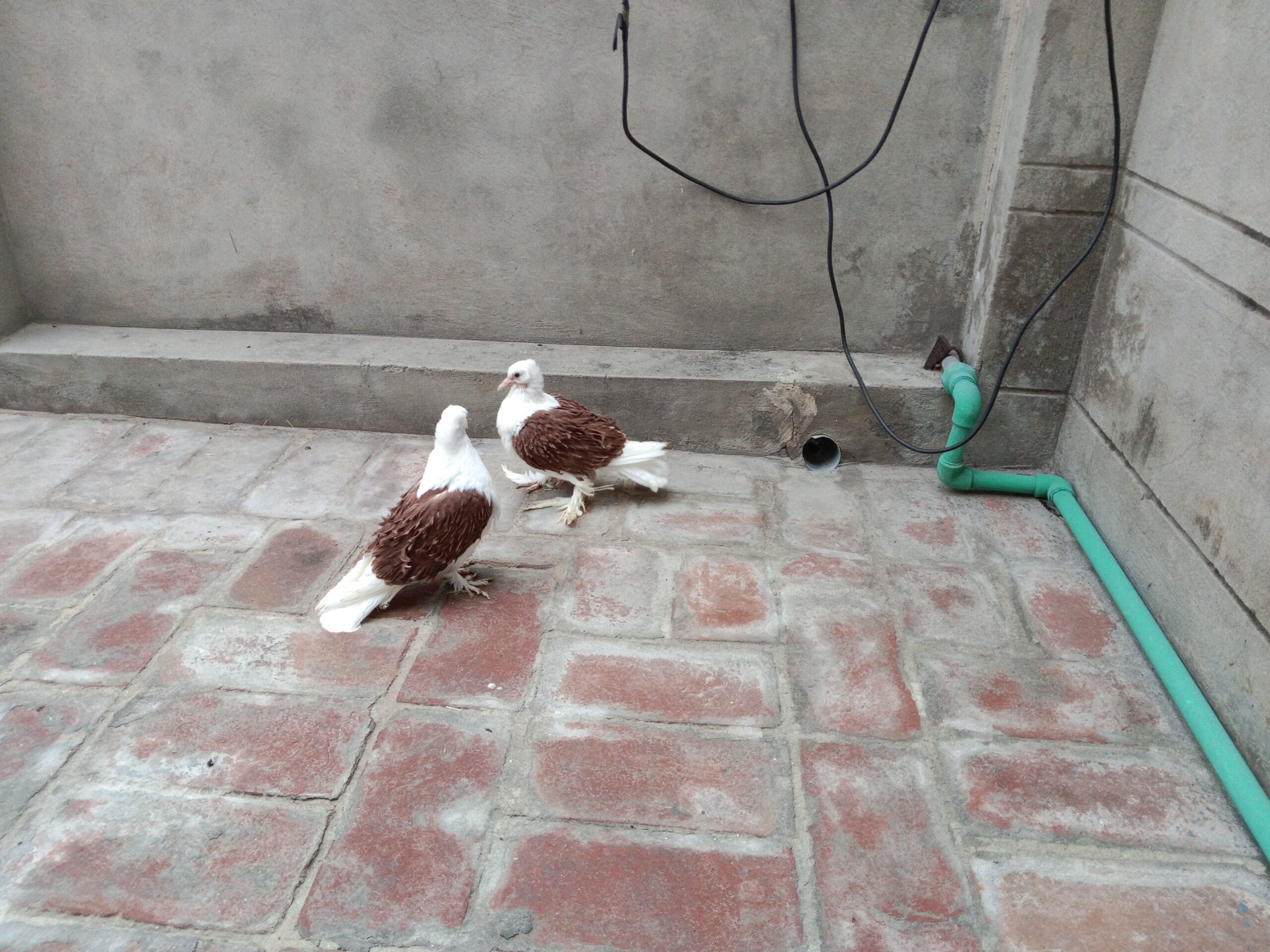 Red saddle frillback Chick’s pair forsale