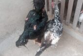 Shamoo Breeder Pair