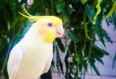 Handtame Common White Cocktail for Sale ( WhatsApp : 03204648428)
