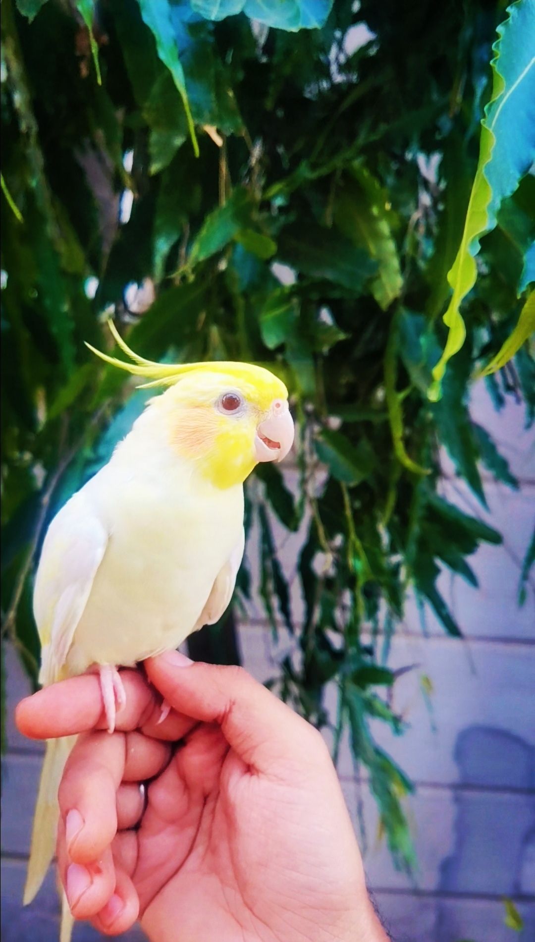 Handtame Common White Cocktail for Sale ( WhatsApp : 03204648428)