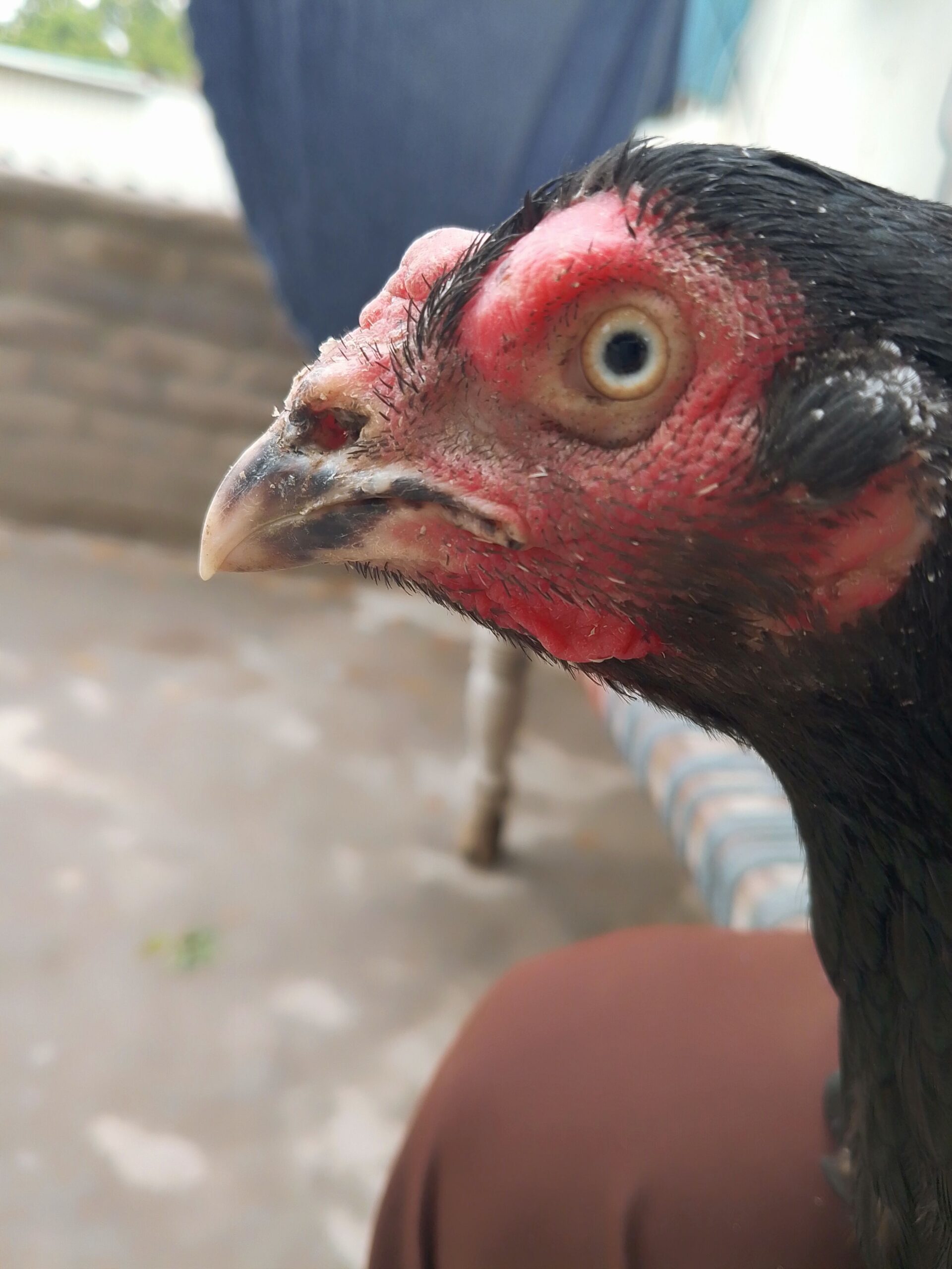 Aseel breeder hen for sale