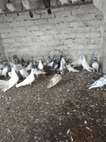 Pigeons urgent sale