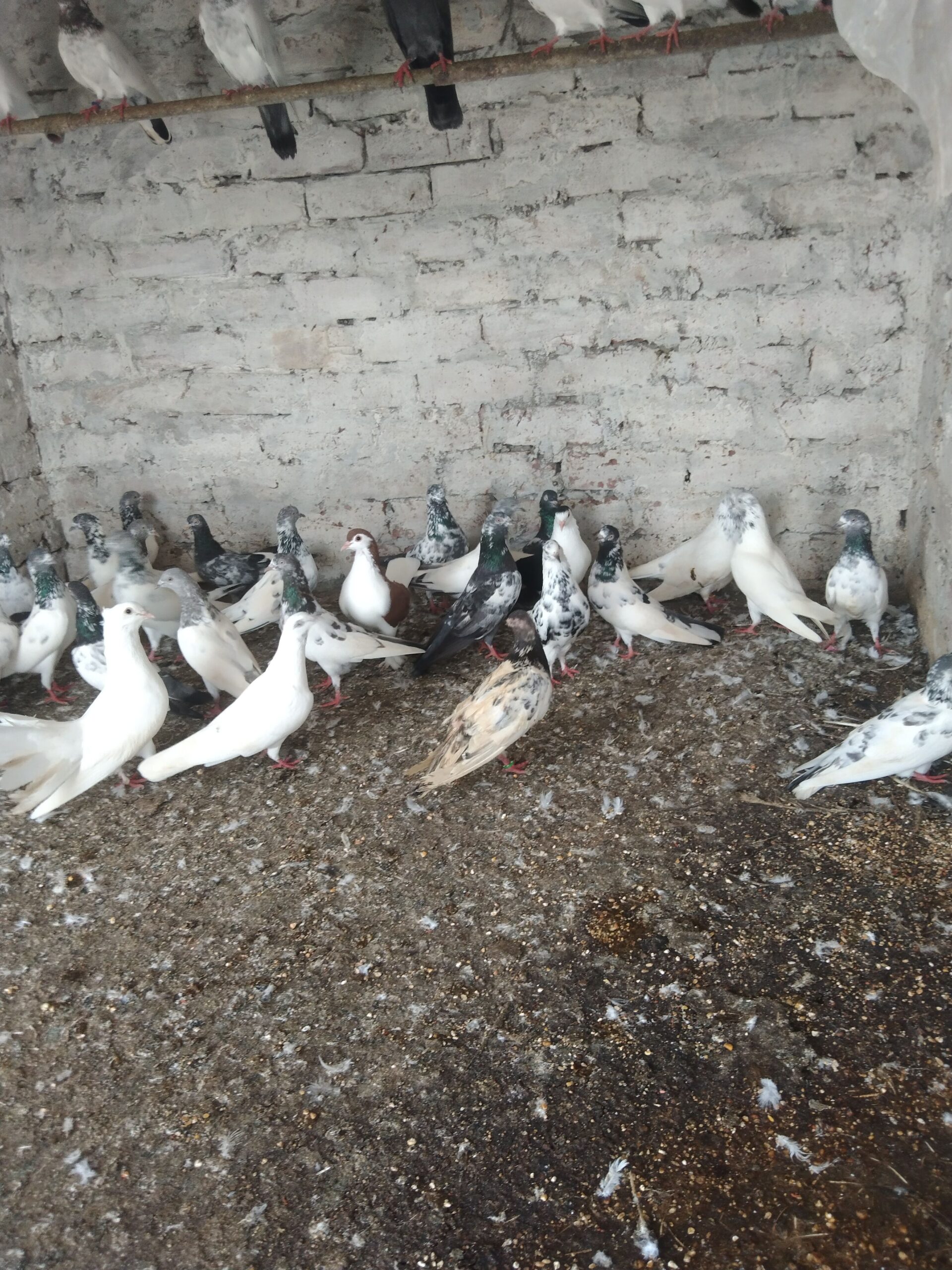 Pigeons urgent sale