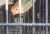 Parblue palefallow split opaline