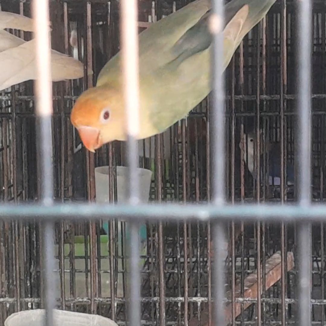 Parblue palefallow split opaline