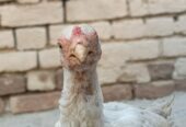 Perot beak
