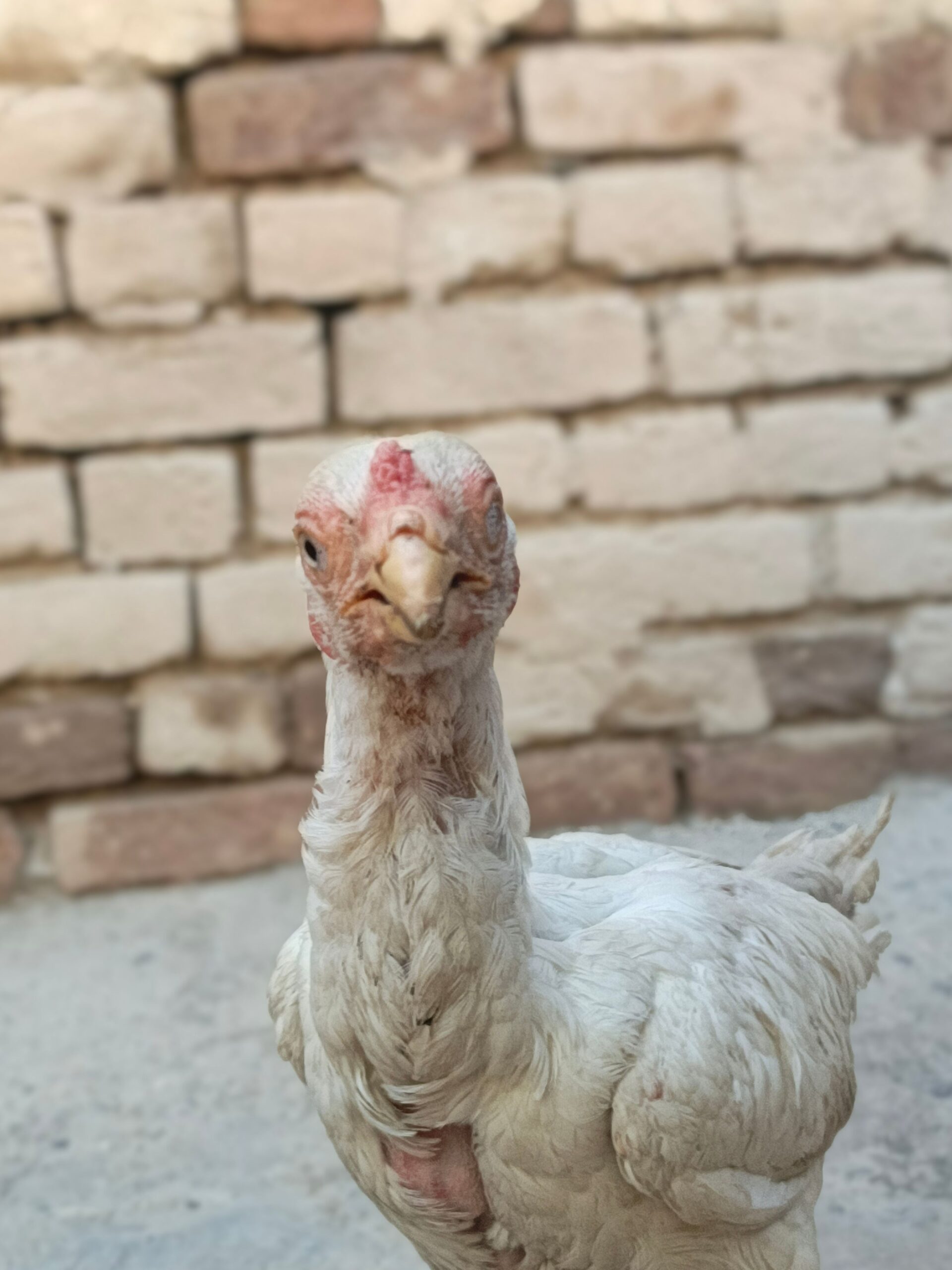 Perot beak