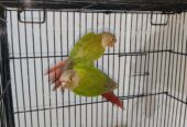 Pineapple yellow sided breeder pair