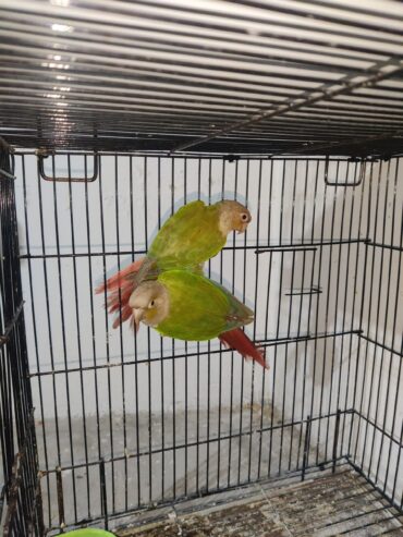 Pineapple yellow sided breeder pair