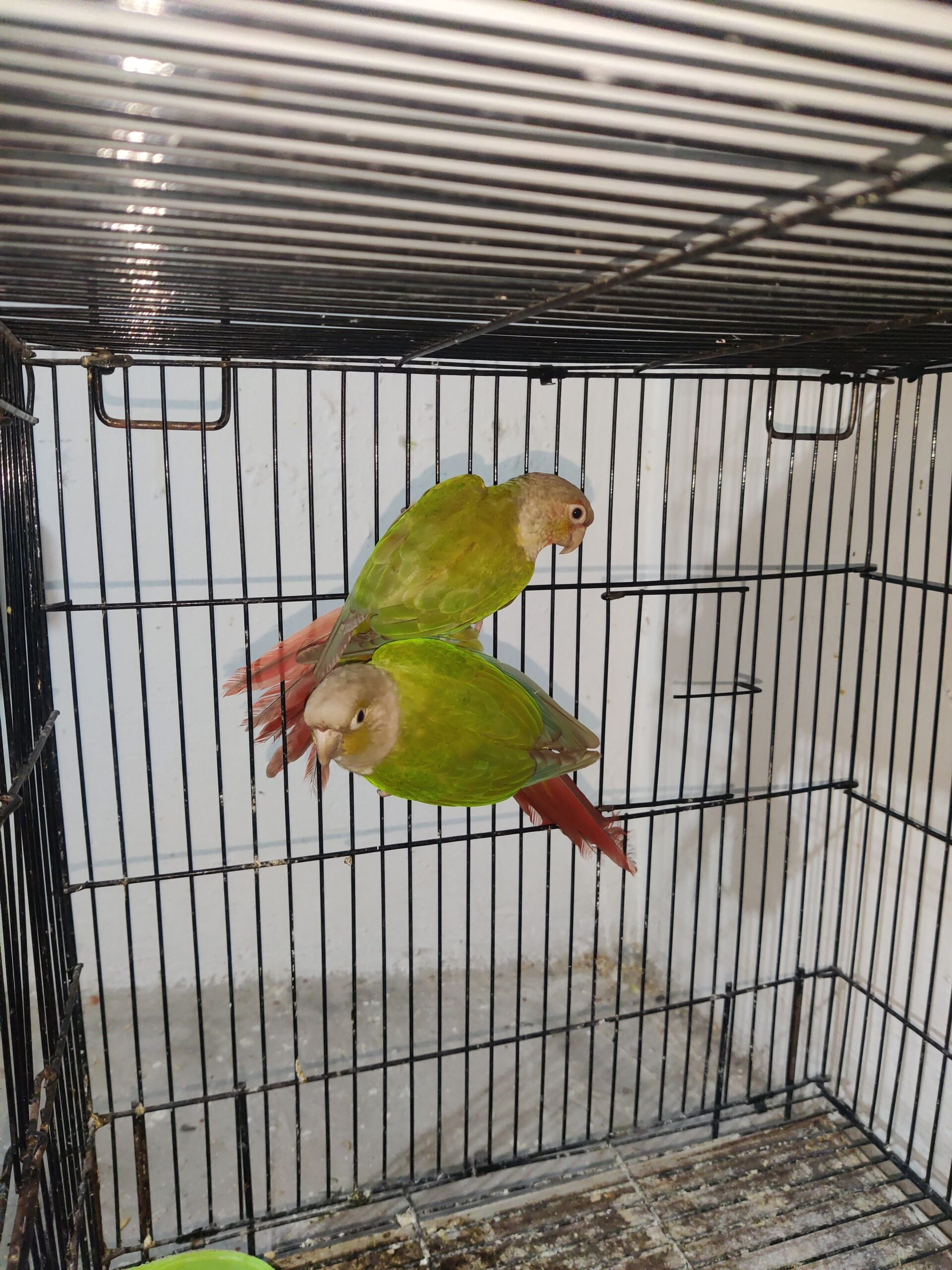 Pineapple yellow sided breeder pair