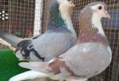 Fancy pigeons avaliable for sale