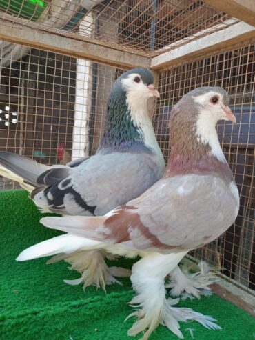 Fancy pigeons avaliable for sale