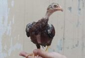 Aseel Chicks