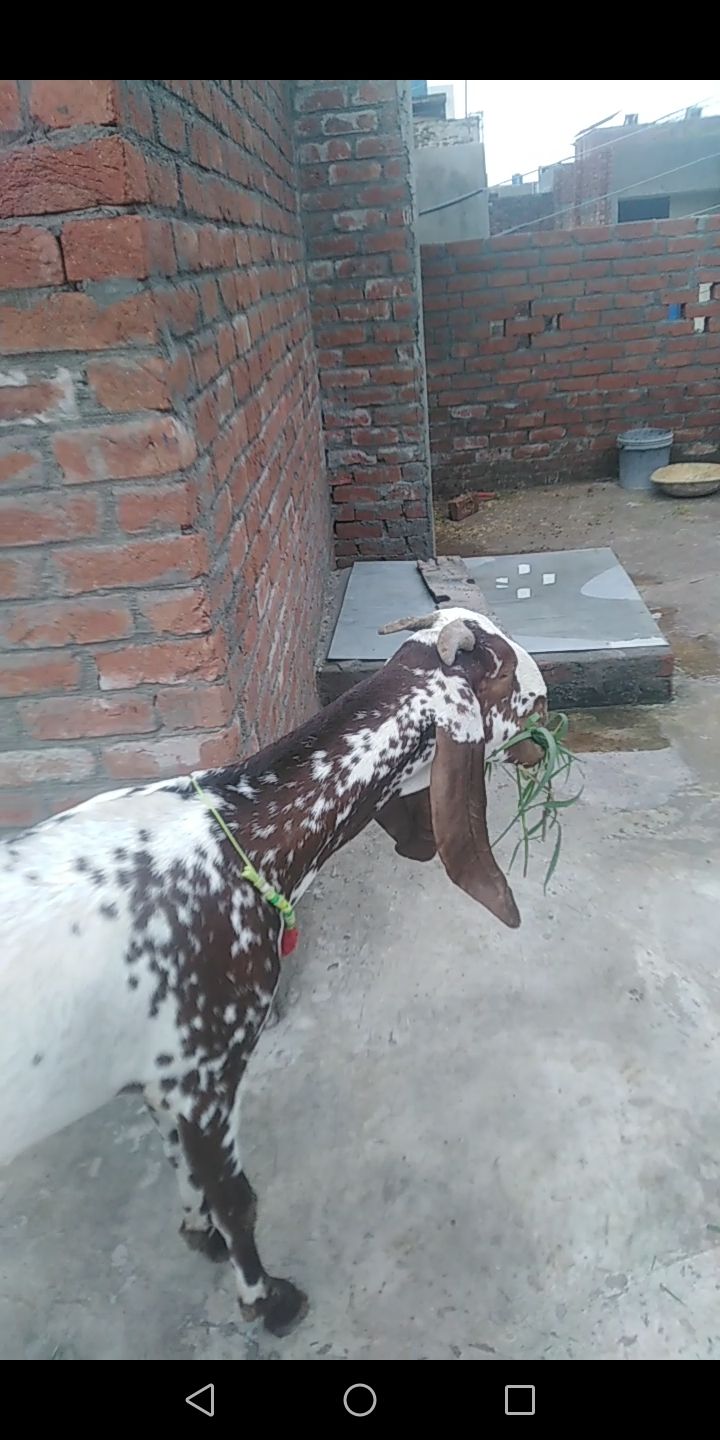 Subhan Ali