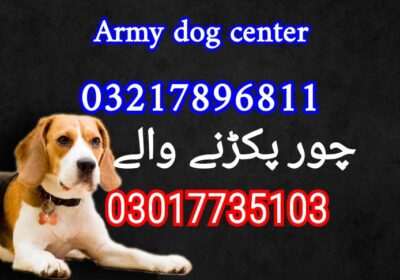 b9f5fb90-beb2-45a5-b193-d50102eb309f