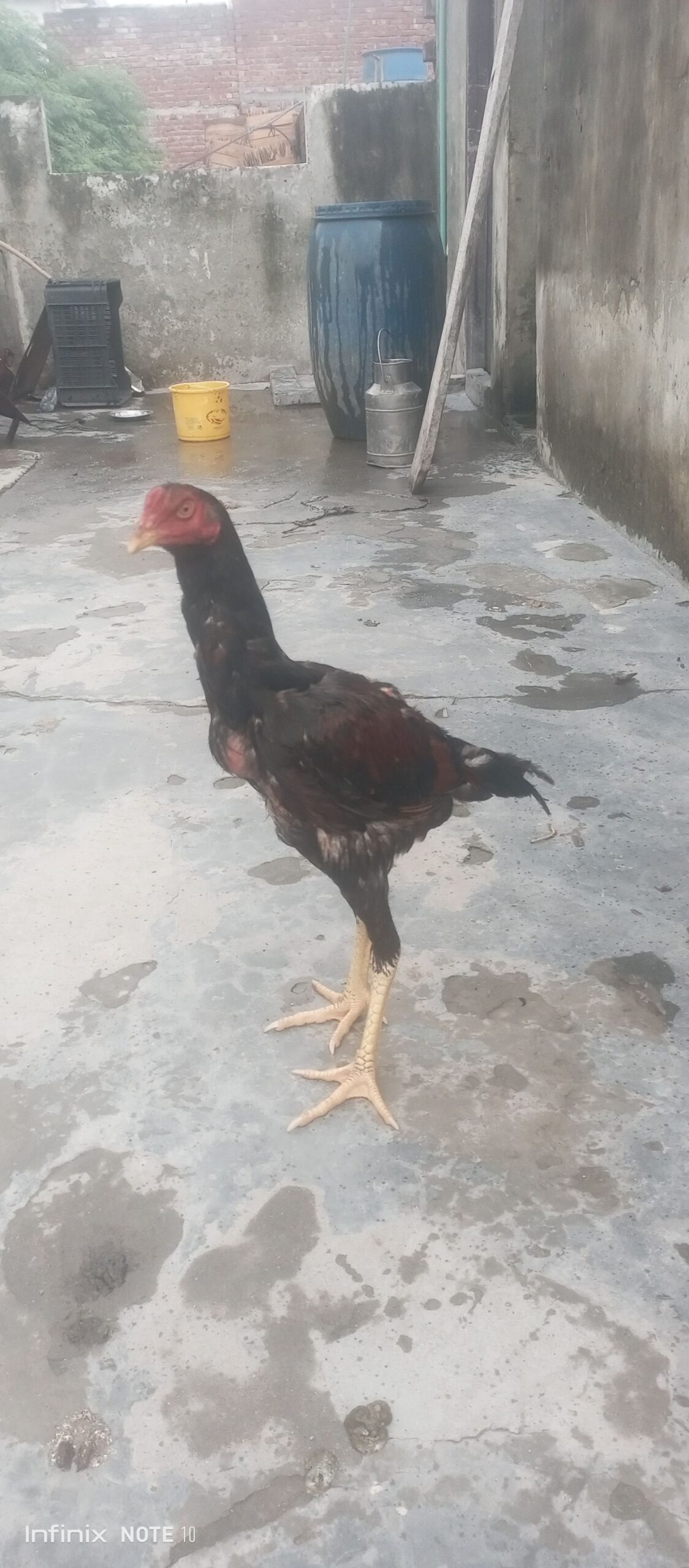 Aseel murga shindi phatta