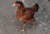 Pure Mianwali Breeder Aseel hen/Murgi