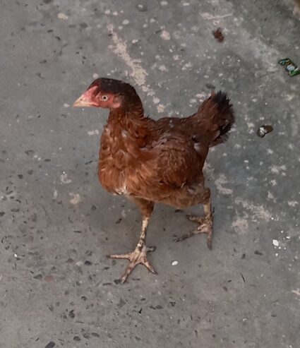 Pure Mianwali Breeder Aseel hen/Murgi