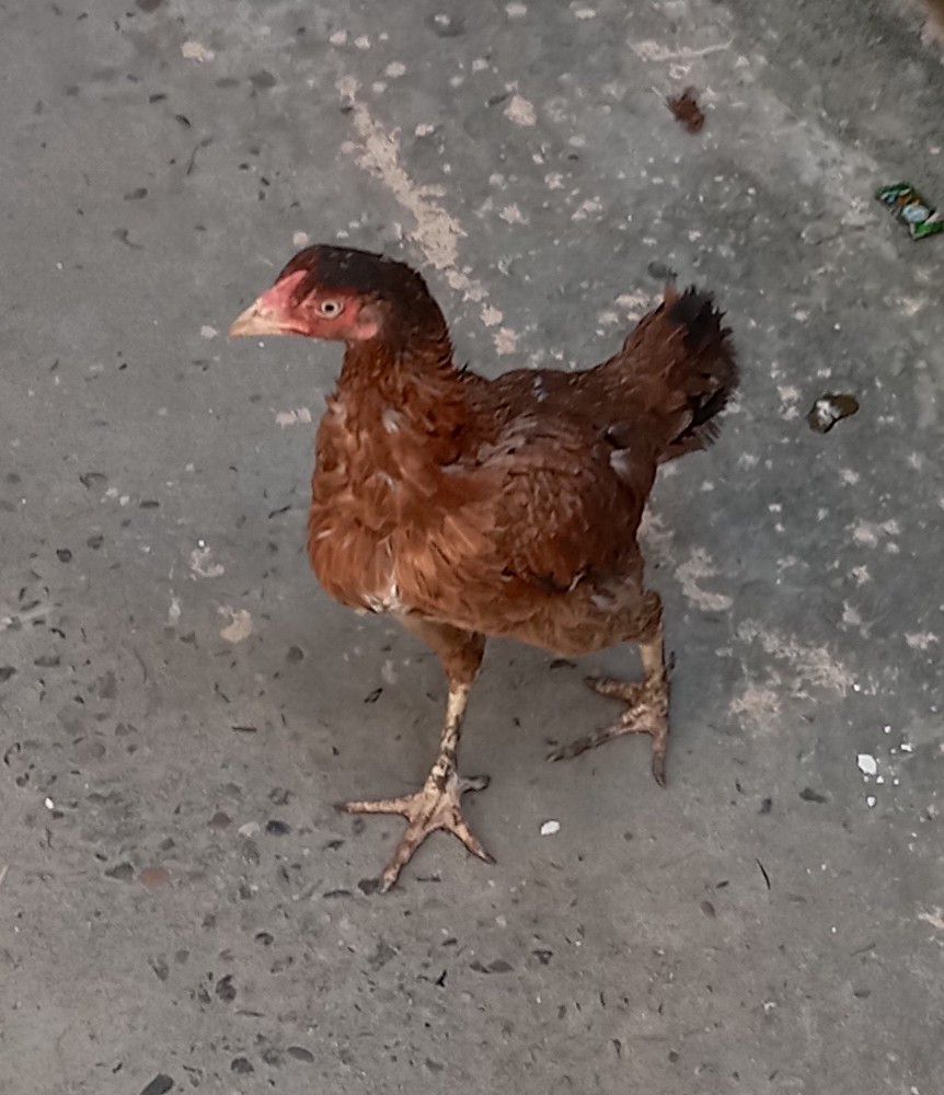 Pure Mianwali Breeder Aseel hen/Murgi