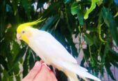 Handtame Common White Cocktail for Sale ( WhatsApp : 03204648428)