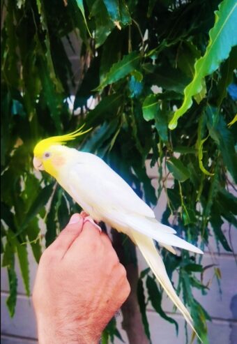 Handtame Common White Cocktail for Sale ( WhatsApp : 03204648428)