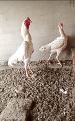 White and Black Shamoo Chicks and Egg