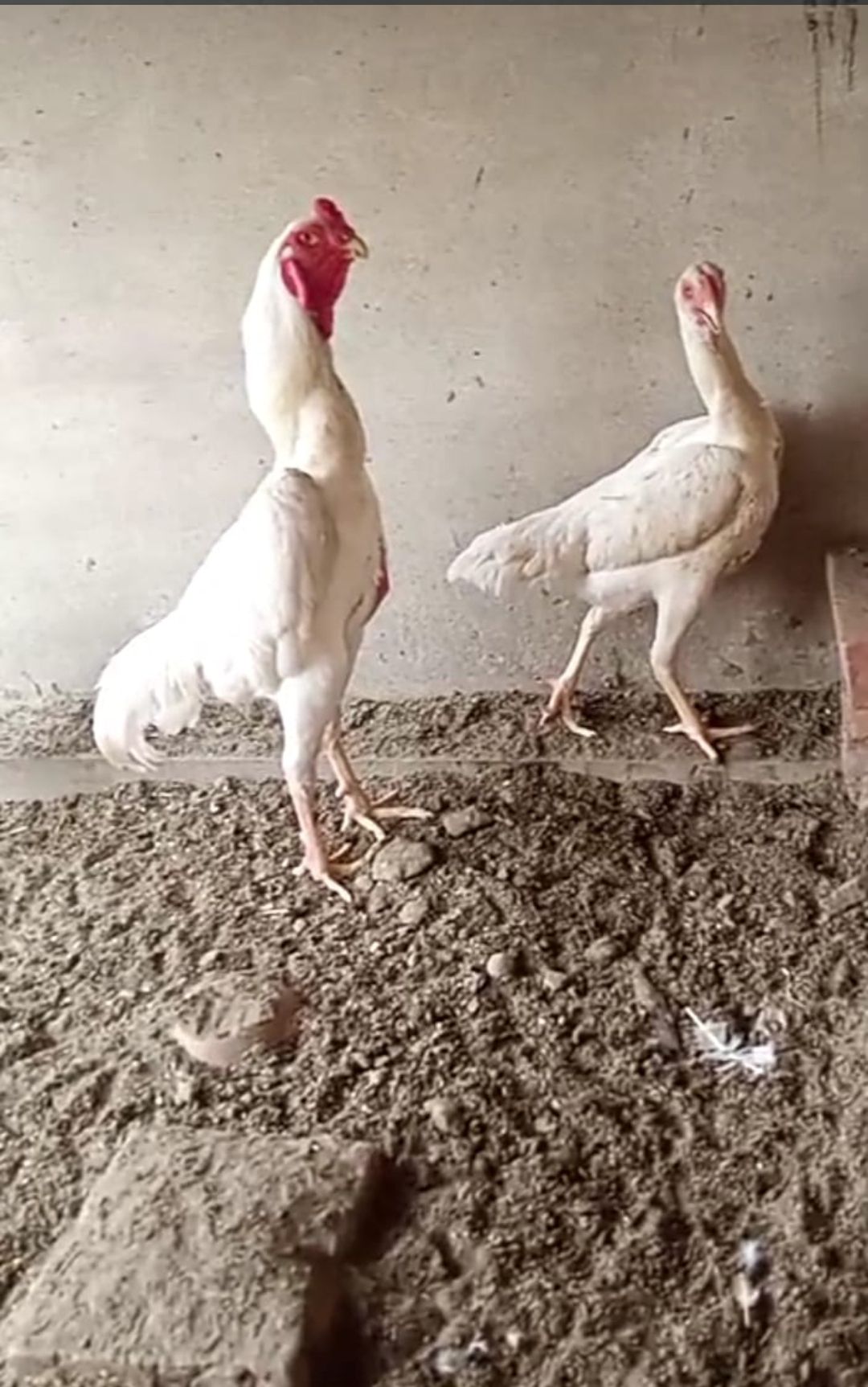 White and Black Shamoo Chicks and Egg
