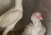 Heera Aseel Pair 03245757444